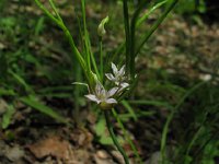 Wild Allium2  Wild Garlic or Onion (Allium) Edible. Medicinally used for colds, croup and fevers.